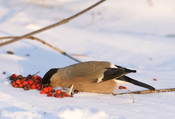 Bullfinch euroasiatico (Pyrrhula pyrrhula  ) — Foto Stock