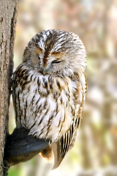 The wild owl sits on a tree — Stock Photo, Image
