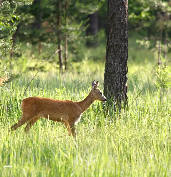 Roedeer (Capreolus capreolus)  ) — стоковое фото