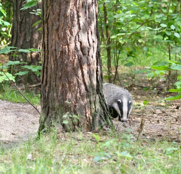 Badger about a tree ( Meles meles )