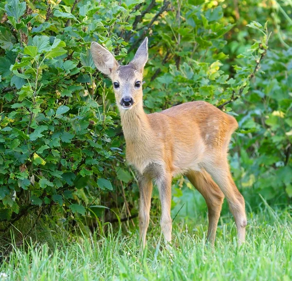 Roe Deer (Capreolus capreolus) ) — стоковое фото