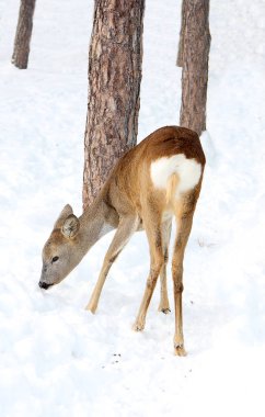 Genç karaca maliyeti ve kar kokuyor