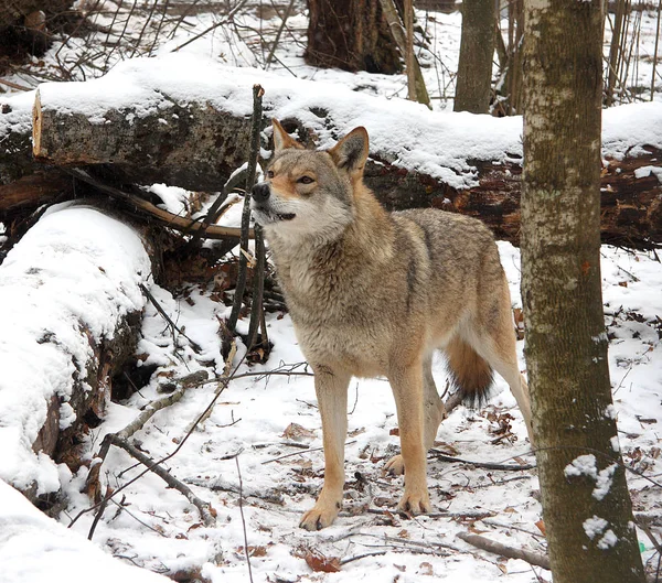 The wolf sniffs to smells of the winter forest