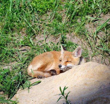 Kızıl Tilki (Vulpes vulpes )