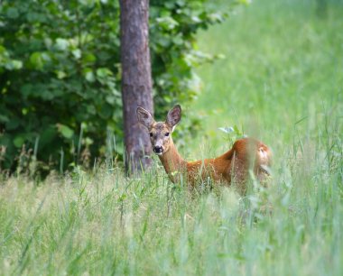 Orman arka plan üzerinde Roedeer ( Capreolus capreolus )