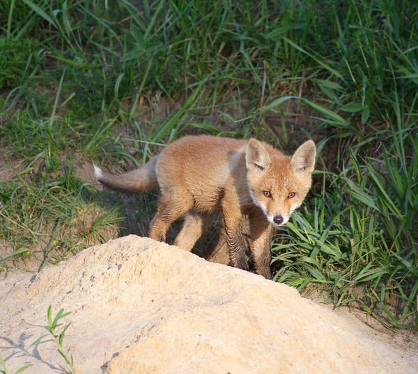 Красный лис (Vulpes vulpes)  ) — стоковое фото