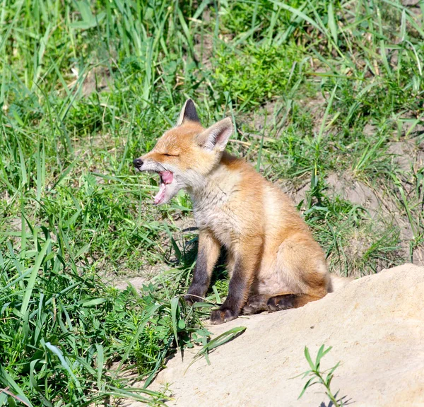 Rode vos (Vulpes vulpes ) — Stockfoto