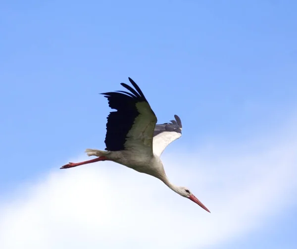 White Stork ( Ciconia ciconia ) — Stock Photo, Image