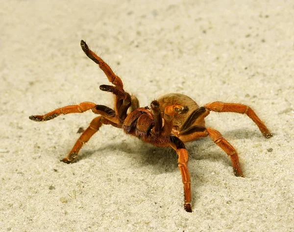 Spider ( Brachypelma boehmei ) — Φωτογραφία Αρχείου
