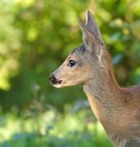 Roe deer. Russian nature