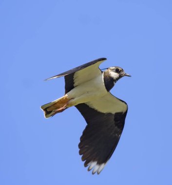 Lapwing in flight clipart