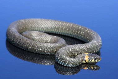 Mavi arka plan üzerinde yılan