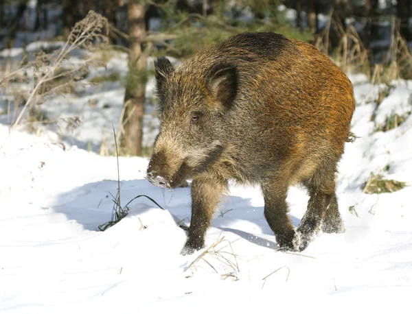Yaban domuzu kar üzerinde gider — Stok fotoğraf