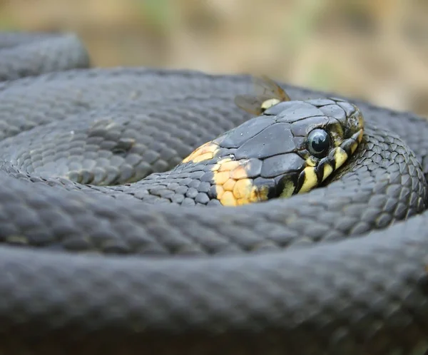 Вуж звичайний nonpoisonous змія — стокове фото