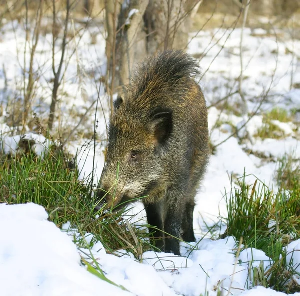 Sanglier en hiver au bois — Photo