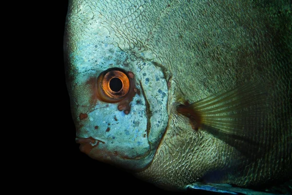 Egzotikus hal közelről — Stock Fotó