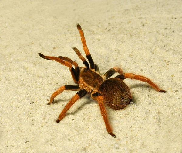 Spider ( Brachypelma boehmei ) — Stock fotografie