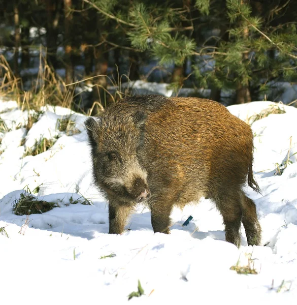 Yaban domuzu kış ahşap — Stok fotoğraf