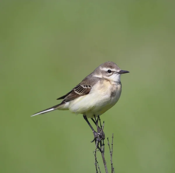 O wagtail cinza senta-se em uma grama — Fotografia de Stock