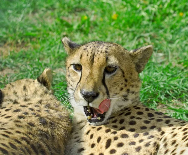 Cheetah över gräs bakgrunden — Stockfoto