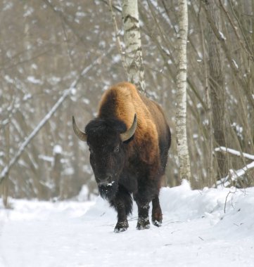 Deneyimli bizon kış ahşap