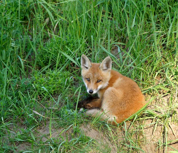 Красный лис (Vulpes vulpes)  ) — стоковое фото