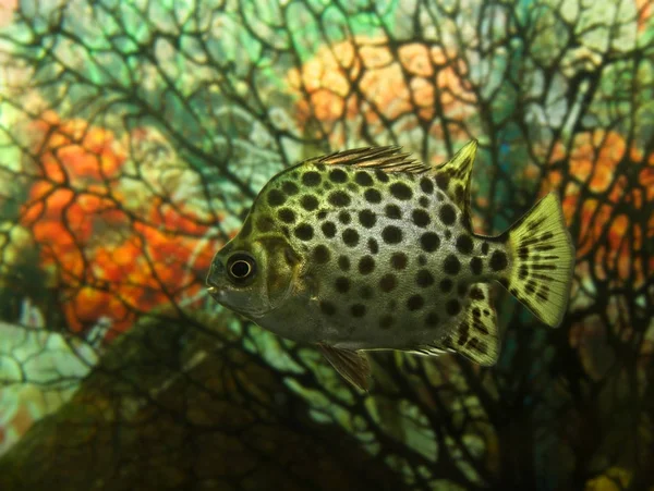 Exotic fish over the algae background — Stock Photo, Image