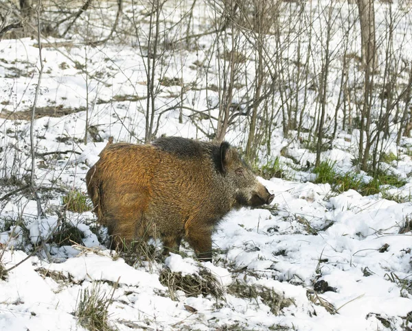 Wilde zwijnen in het hout van de winter — Stockfoto