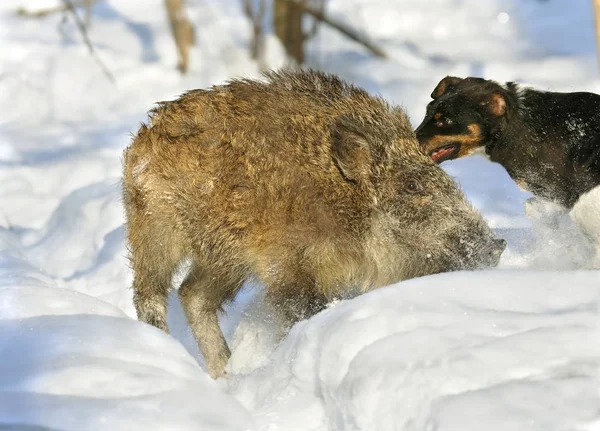 Wilde zwijnen jacht — Stockfoto