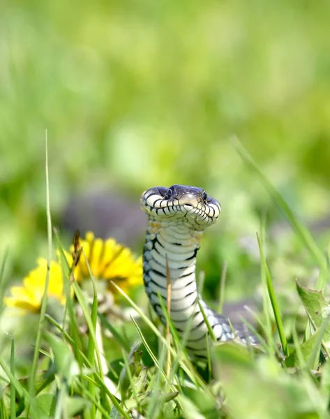 Serpente sobre o fundo verde — Fotografia de Stock