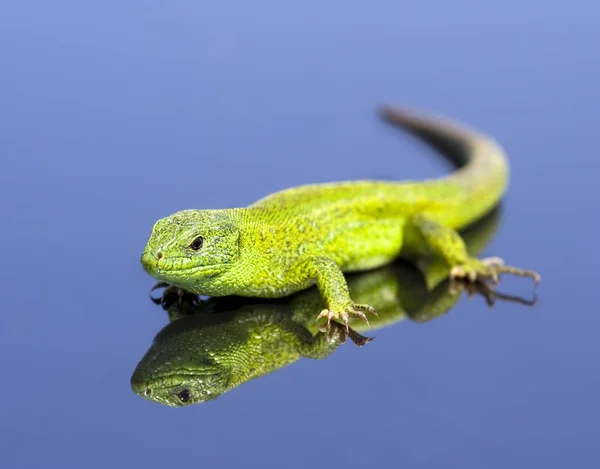 Lézard vert sur le fond bleu — Photo