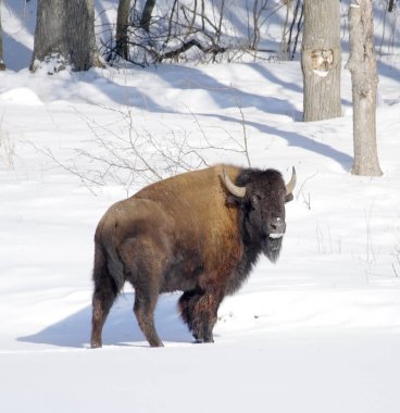 Büyük bison. Rus doğa