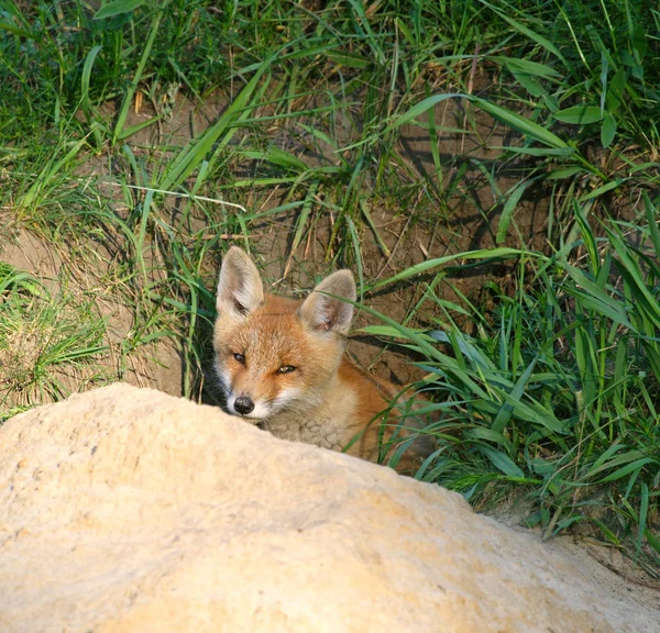 Красный лис (Vulpes vulpes)  ) — стоковое фото