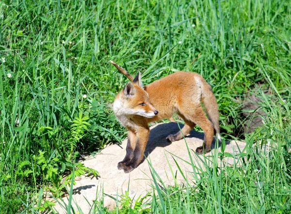 Красный лис (Vulpes vulpes)  ) — стоковое фото