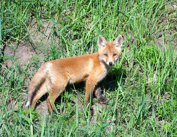 Красный лис (Vulpes vulpes)  ) — стоковое фото