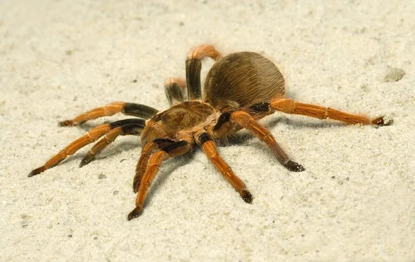 Spider ( Brachypelma boehmei ) — Φωτογραφία Αρχείου