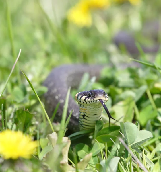 Serpent sur le fond vert — Photo