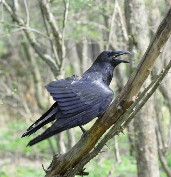 Black raven. Russian nature, — Stock Photo, Image