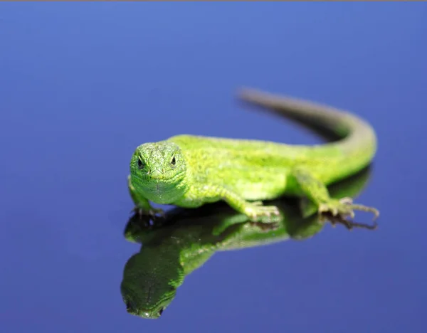 Зелена ящірка над синім тлом — стокове фото