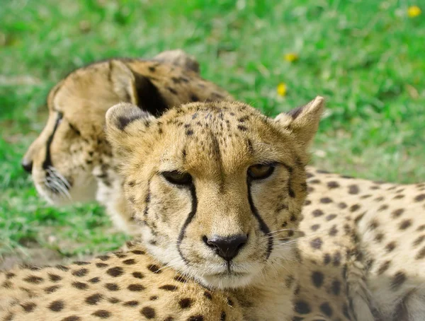 Cheetah sobre o fundo da grama — Fotografia de Stock