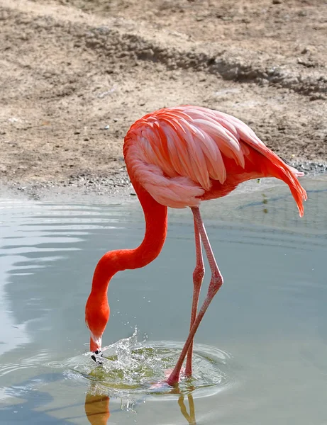 Розовый фламинго у озера — стоковое фото