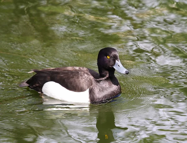 Divoká kachna. Ruská příroda, — Stock fotografie