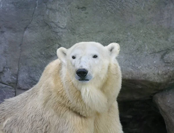 Gran oso blanco del norte — Foto de Stock