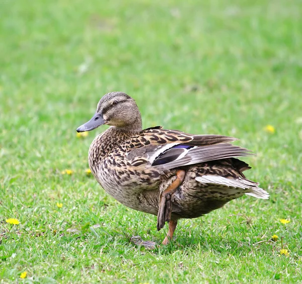 Pato selvagem. Natureza russa , — Fotografia de Stock