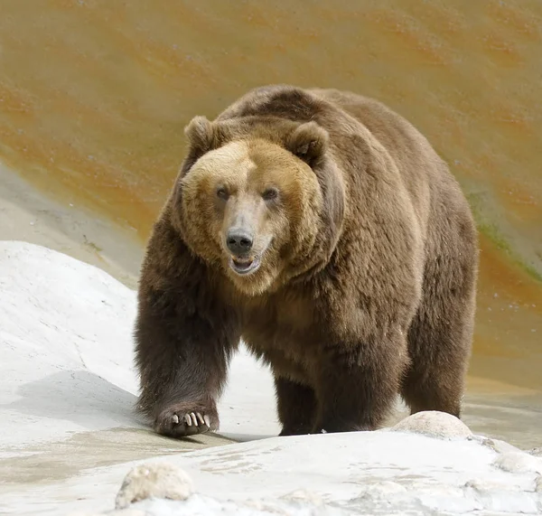 큰 갈색 곰 — 스톡 사진