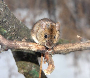 Orman fare bir kuru dalda oturur