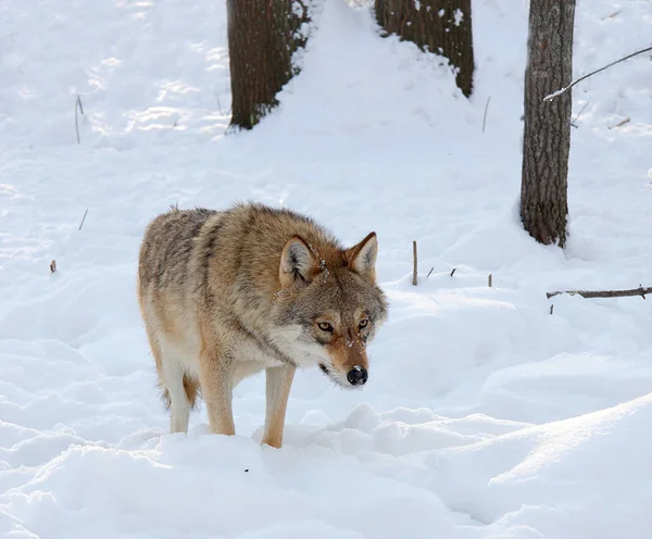 De kosten van de wolvin in het hout van de winter — Stockfoto