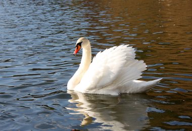The white swan has fluffed up wings clipart