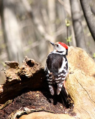 Büyük Benekli Ağaçkakan