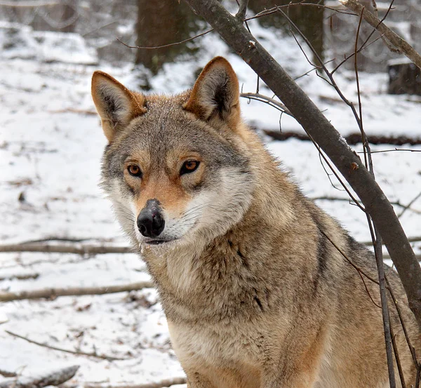 Portret van een wolf in de winter — Stockfoto